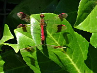 Sympetrums de Piemont (couple) - Sympetrum pedemontanum (ph. Mrugala F., Ardeche, Saint-Privas, 2018-08)(3)